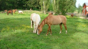 Horses grazing     